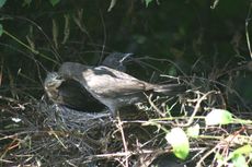 Amsel-9-Tag-Fütterung-8.jpg